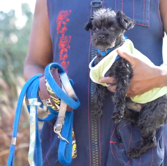 Leashes | Collars